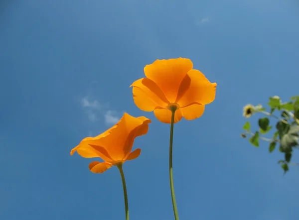 Eshsholtsiya California, or California poppy (Eschscholzia californica), a — Stock Photo, Image