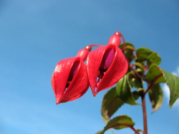 Fuchsia, familie onagraceae — Stockfoto