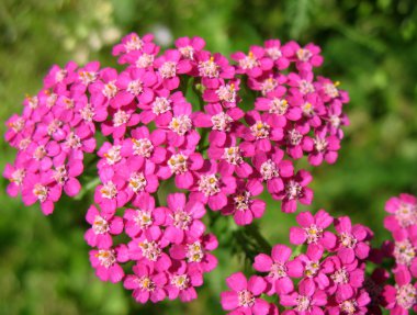 pembe civanperçemi (achillea), Aile bitki