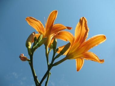 Blooming lily (Hemerocallis) against the sky clipart