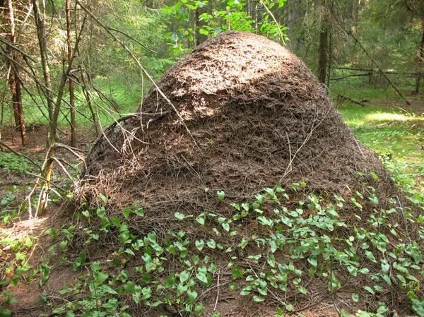 stock image Big ant hill in the woods