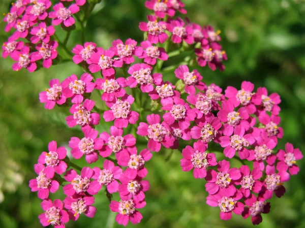 Pink Yarrow (Achillea), family Asteraceae — Stock Photo, Image
