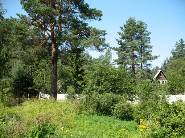 Stuga Landet Sommaren Karelska Näset在该国的小屋 卡累利阿地峡 — 图库照片