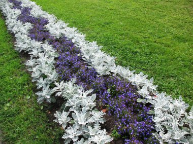 Herbaceous border of Lobelia erinus and Cineraria maritima clipart