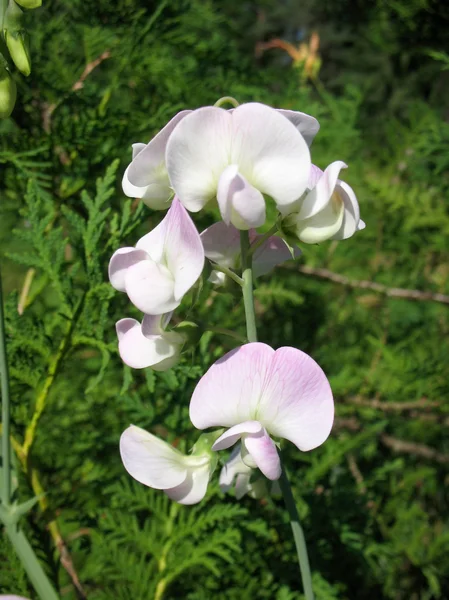 Sweet peas or rank fragrant (Lathyrus odomtus) — Stock Photo, Image