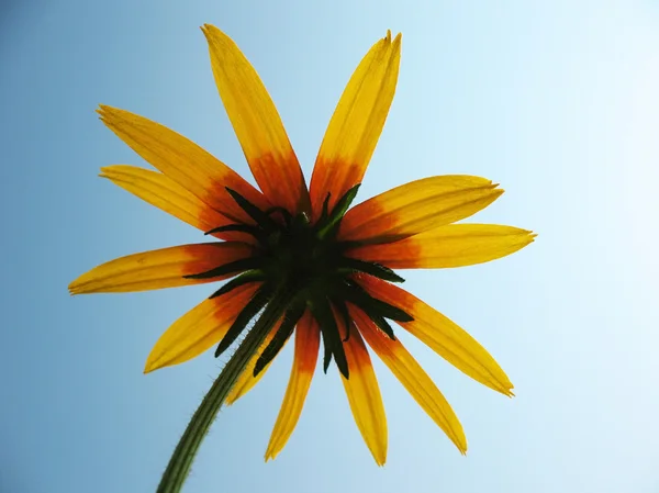 stock image Hybrid rudbeckia (Rudbeckia x hybrida) against the blue sky