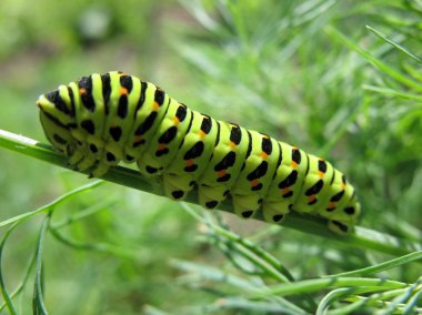 Swallowtail caterpillar (papilio machaon), dereotu sapı üzerinde yelken ailesinin kelebekler