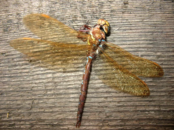 A dead dragonfly (Odonata) on the old board — Stock Photo, Image