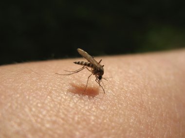 Bloodsucking mosquitoes (Culicidae) on a victim clipart