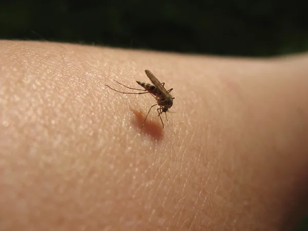 对受害者的蚊子吸血 — 图库照片