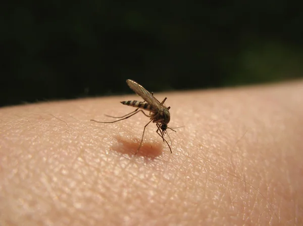 Bloodsucking Κουνούπια Culicidae Στο Θύμα — Φωτογραφία Αρχείου