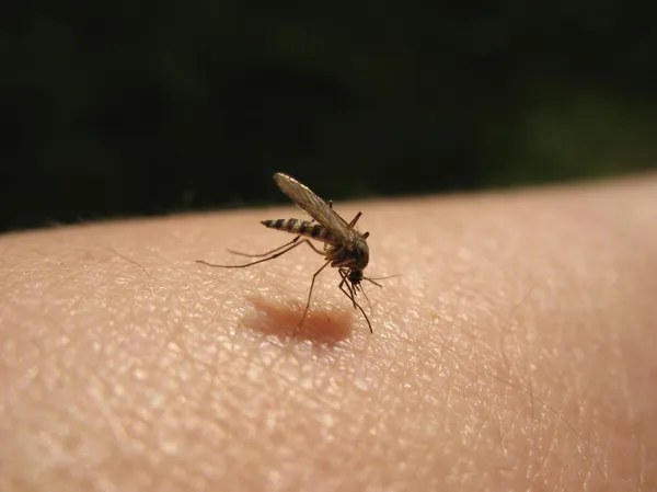 Bloedzuigende Muggen Culicidae Een Slachtoffer Rechtenvrije Stockafbeeldingen