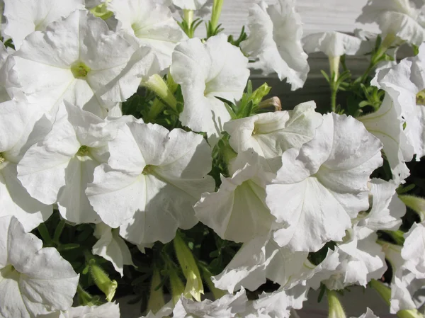 Белая Петуния Petunia Семейство Паслёных Solanaceae — стоковое фото