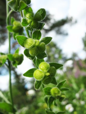 Tohumlar lungwort (Pulmonaria olgunlaşma)