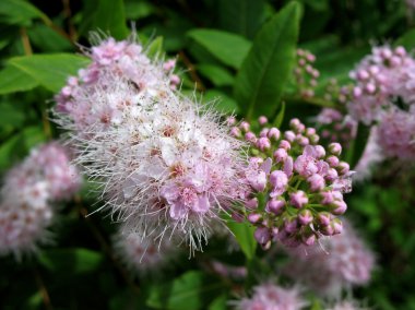 çiçeklenme Japon erkeçsakalı (alanlara japonica), Aile Gülgiller