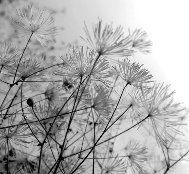 thalictrum aquilegifolium, Aile Düğün çiçeğigiller