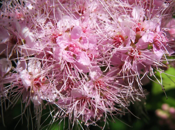 Цветущие японские спиреа (Spiraea japonica), семейство Rosaceae — стоковое фото