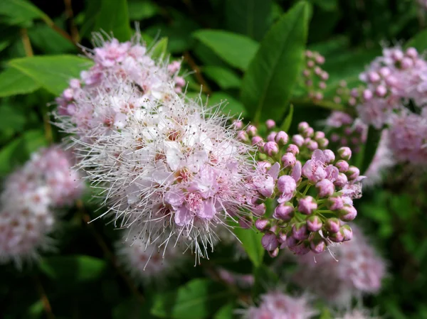 Japán virágzó spirea (spiraea japonica), a családi Rózsafélék (Rosaceae) — Stock Fotó