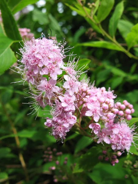 Blommande japanska spirea (Praktspirea japonica), familjen rosväxter — Stockfoto