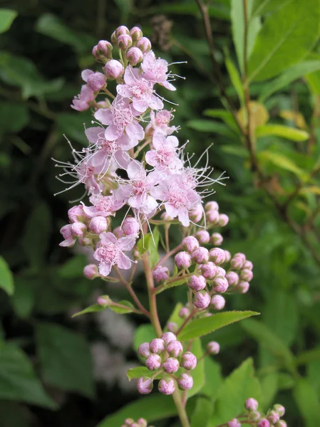 Espiga japonesa floreciente (Spiraea japonica), la familia Rosaceae — Foto de Stock