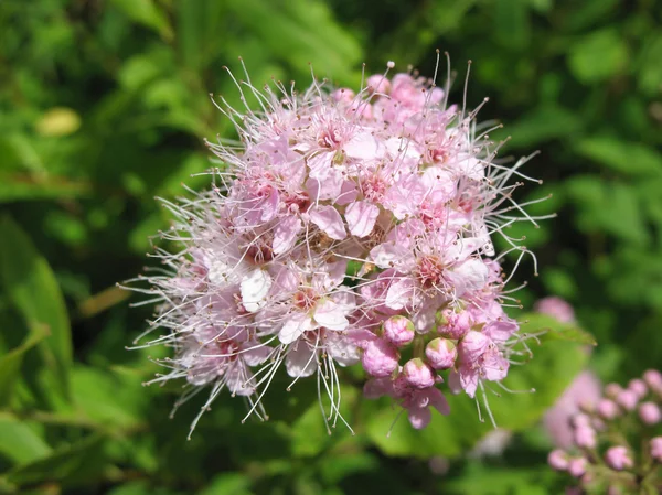 Espiréia japonesa em flor (Spiraea japonica), família Rosaceae — Fotografia de Stock
