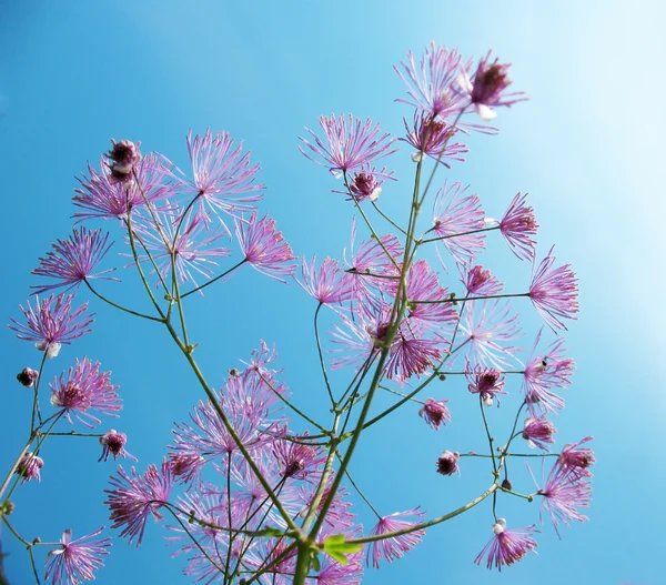 Thalictrum aquilegifolium, семейство Ranunculaceae, против голубого неба — стоковое фото