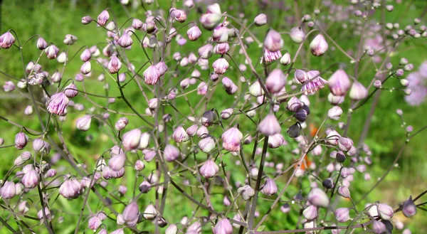 Почки луговые (Thalictrum aquilegifolium), семейство Ranunculaceae — стоковое фото