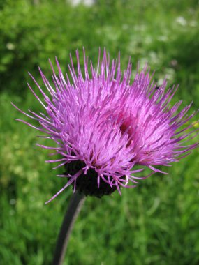 Field Thistle (Cirsium arvense), family Asteraceae clipart