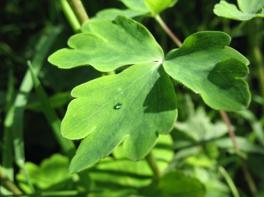 Sac aquilegia veya havza (aquilegia), Aile Düğün çiçeğigiller