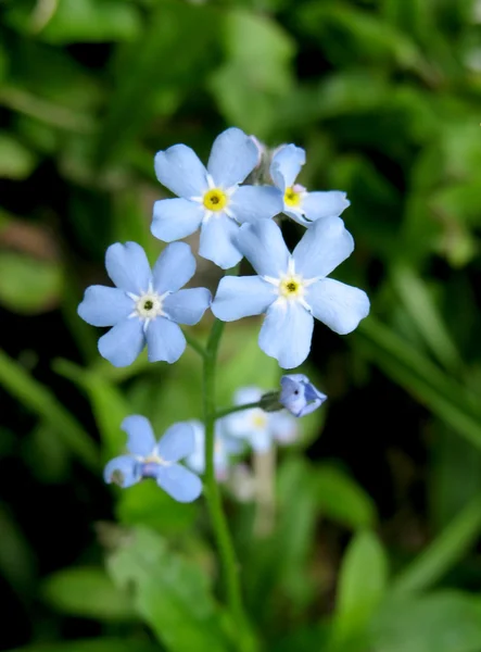 Les fleurs bleues de myosotis dans le jardin — Photo
