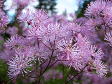 Meadow-rue (Thalictrum aquilegifolium), family Ranunculaceae, in the garden clipart