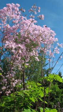 çayır-rue (thalictrum aquilegifolium), Bahçe Aile Düğün çiçeğigiller