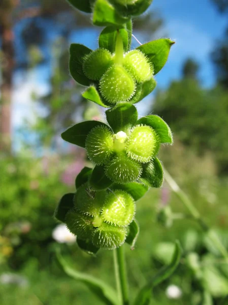 Ripening seeds lungwort (Pulmonaria) — Stock Photo, Image
