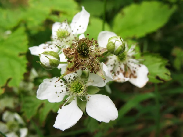 stock image Flowers Blackberry (Rubus)