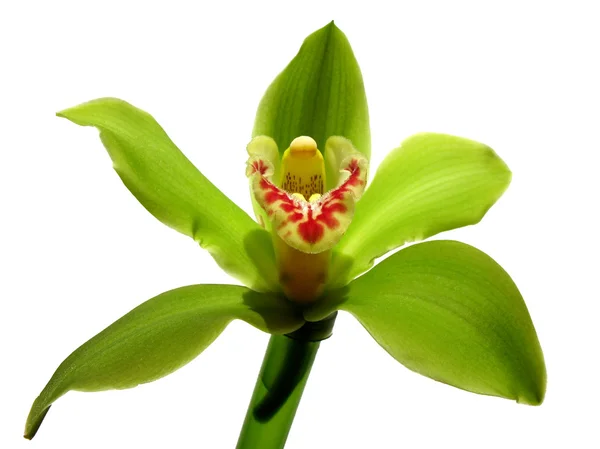 Blooming Orchid Cymbidium Sessa Green Beauty, family Orchidaceae — Stock Photo, Image