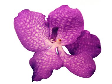 Blooming Orchid Vanda coerulea, the family of orchid (Orchidaceae). clipart