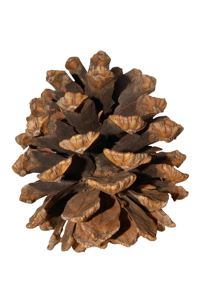 stock image Close Up View of a Pine Cone