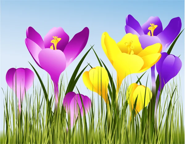 Tavaszi virágok — Stock Vector