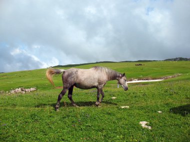 bir el çan ile at