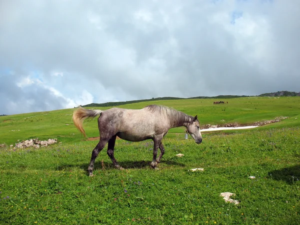 Cavallo con campanello a mano — Foto Stock