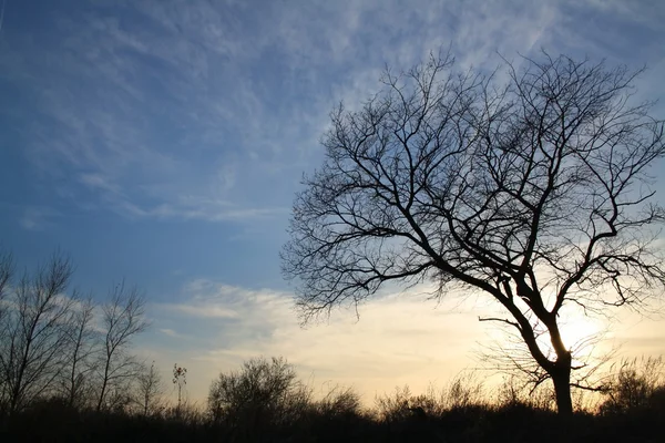 Uma árvore sem folhas Fotografias De Stock Royalty-Free