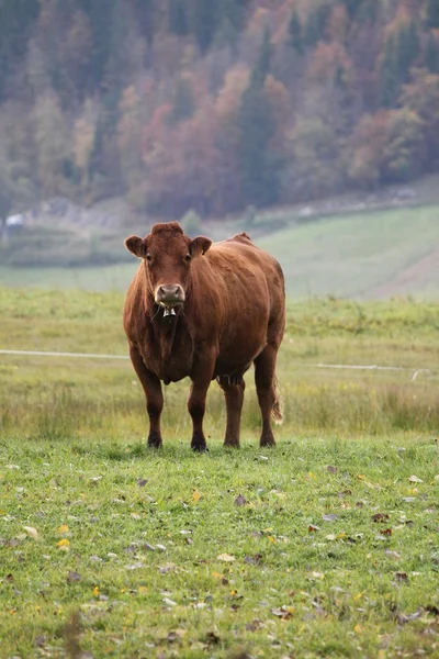 Cow brown — Stock fotografie