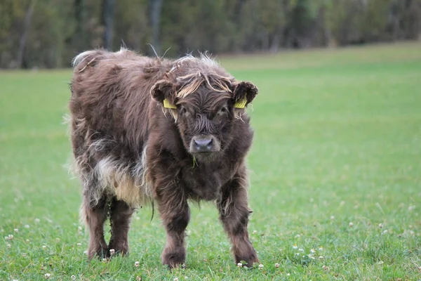 Cow Highland — Stock Photo, Image