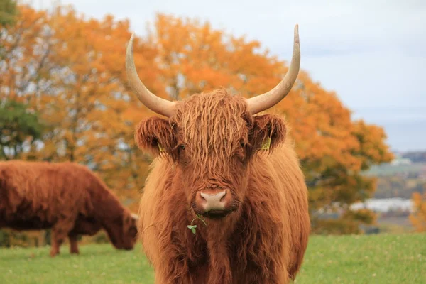 วัว ไฮแลนด์ — ภาพถ่ายสต็อก