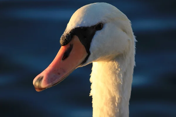 Cisne branco — Fotografia de Stock