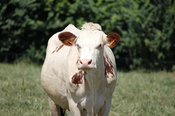 Корова белая — стоковое фото