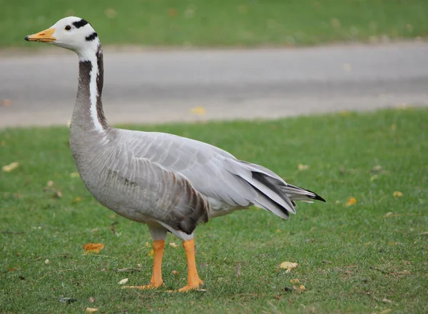 Goose and grass — Stock Photo, Image