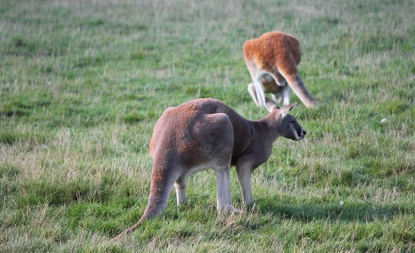 Kanguru Kahverengi Beyaz — Stok fotoğraf