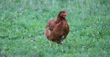 Brown hen and grass green clipart