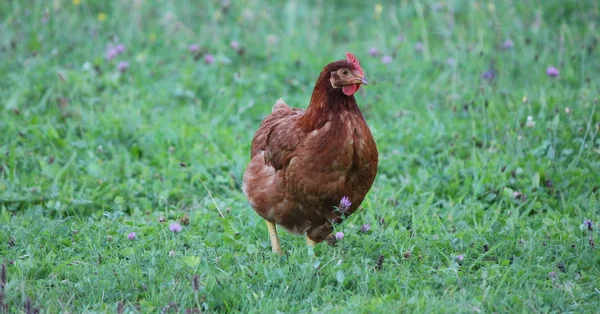 棕色母鸡和草绿色 — 图库照片